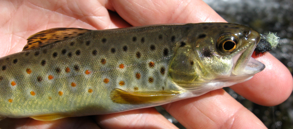 Red River brown trout